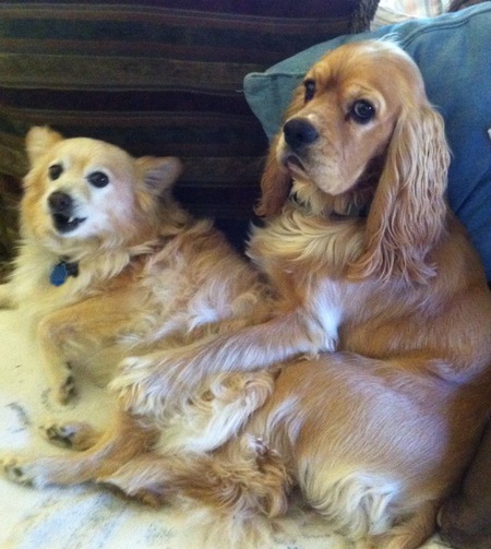 Entry image for Bentley and Frankie . Clicking this image will show a larger photo
