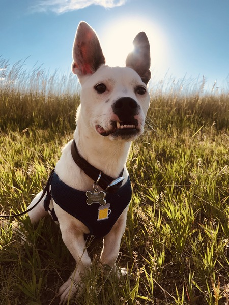 Entry image for Shorty. Clicking this image will show a larger photo