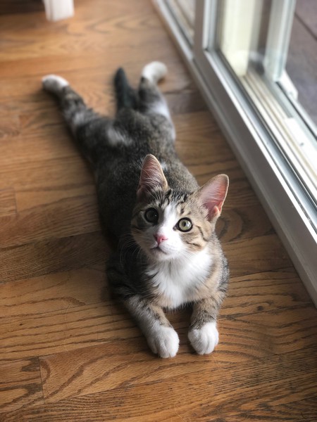 Entry image for Polly Flower Batman. Clicking this image will show a larger photo