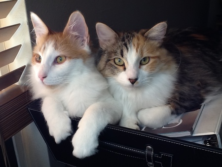 Entry image for Eli and Matilda. Clicking this image will show a larger photo