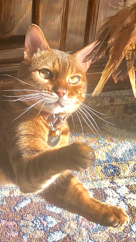 Entry image for Tajeebu. Clicking this image will show a larger photo