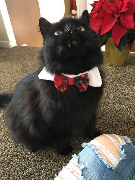 Entry image for Papi . Clicking this image will show a larger photo