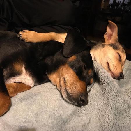 Entry image for Abby Applesauce & Petey Pork-chop. Clicking this image will show a larger photo