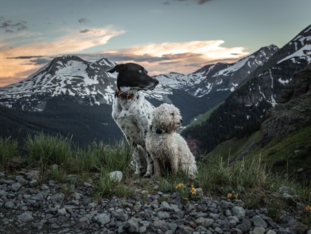 Entry image for Riley and Rosie. Clicking this image will show a larger photo