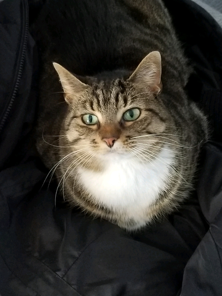 Entry image for Faye. Clicking this image will show a larger photo