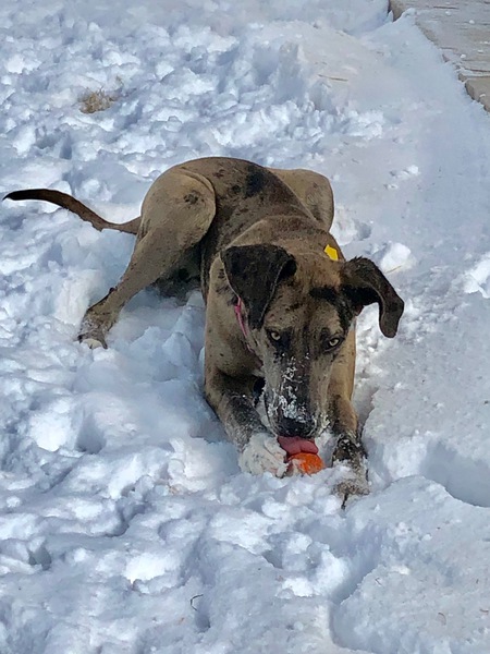 Entry image for Rylie. Clicking this image will show a larger photo