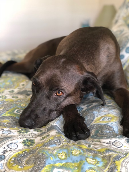 Entry image for Sadie. Clicking this image will show a larger photo