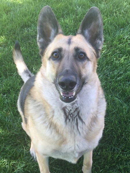 Entry image for Stella. Clicking this image will show a larger photo