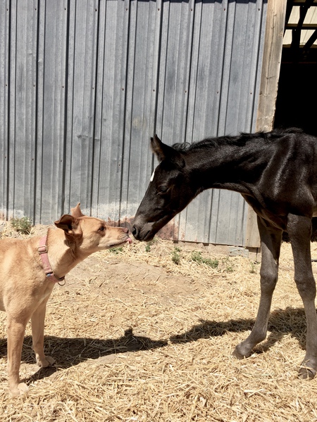 “Love at First sight” Tawny(dog)  Savvy(orphan colt)