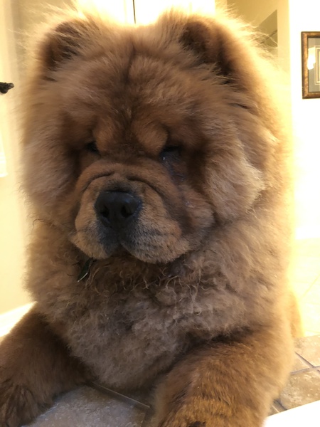 Entry image for Koda. Clicking this image will show a larger photo