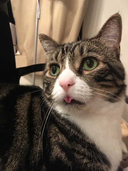 Entry image for Katon . Clicking this image will show a larger photo