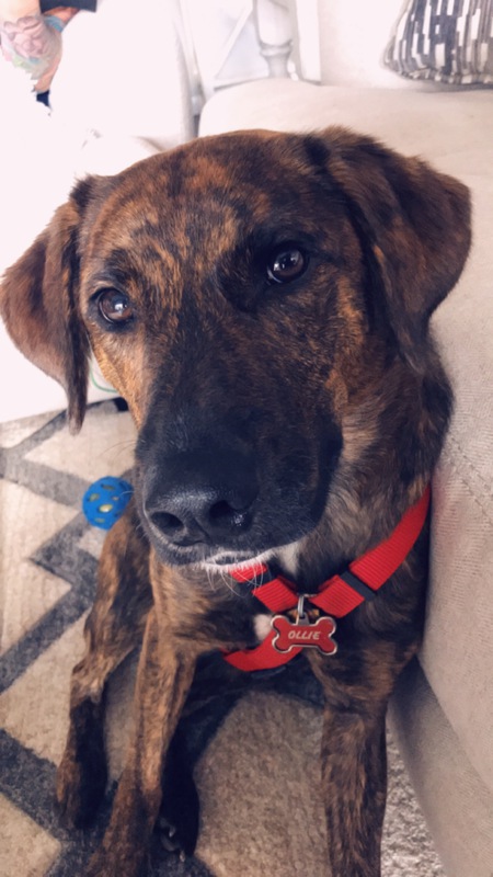 Entry image for Ollie. Clicking this image will show a larger photo