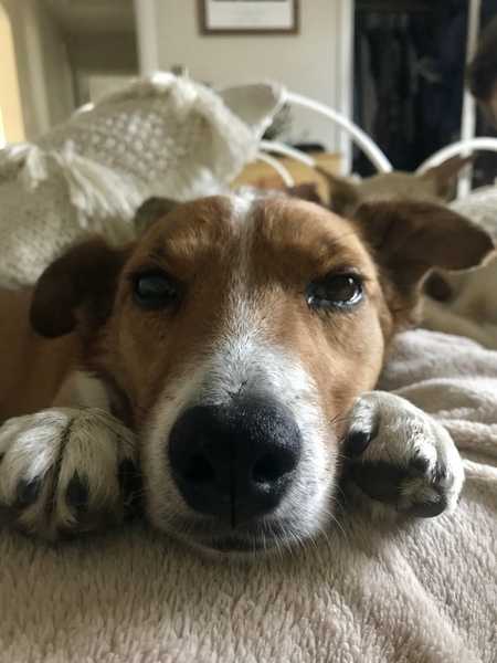 Entry image for Oberon “Obie”. Clicking this image will show a larger photo