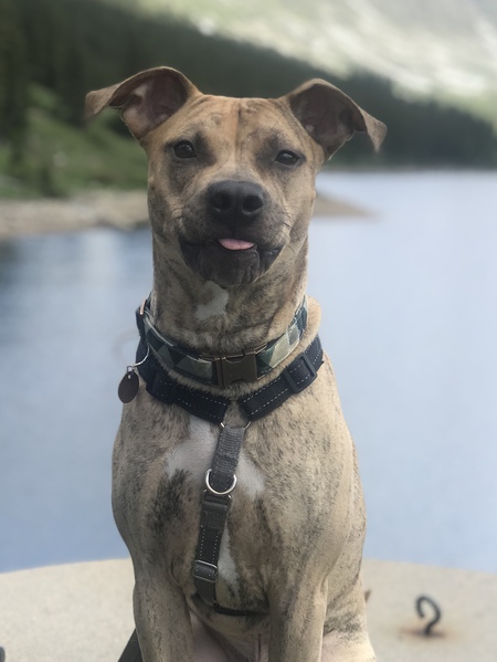 Entry image for Tucker. Clicking this image will show a larger photo