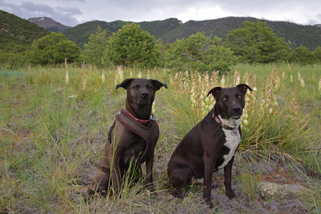 Entry image for Della Mae and Hank. Clicking this image will show a larger photo