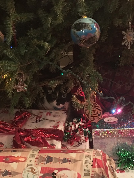 Entry image for Belle. Clicking this image will show a larger photo