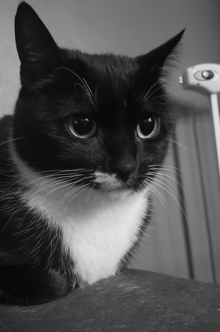 Entry image for Chloe. Clicking this image will show a larger photo