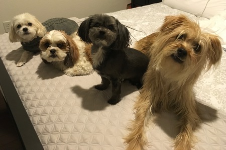 Entry image for Charlie Zoey Lionel Missy. Clicking this image will show a larger photo