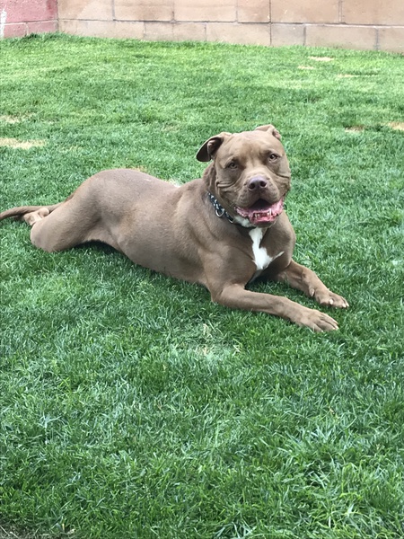 Entry image for Murphy. Clicking this image will show a larger photo