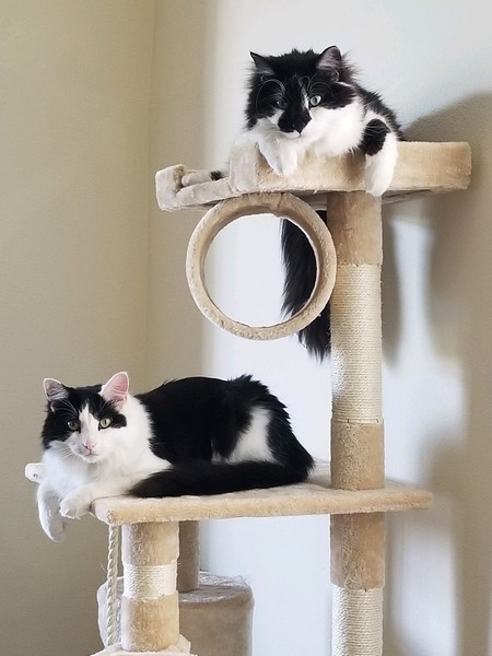 Entry image for Jackson and Bruno. Clicking this image will show a larger photo