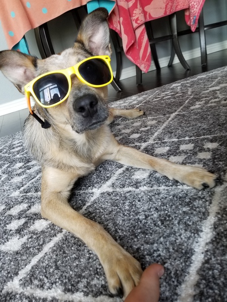 Entry image for Harper. Clicking this image will show a larger photo