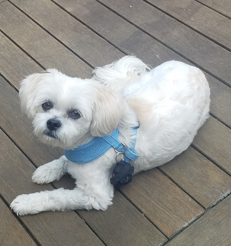 Entry image for  Coco. Clicking this image will show a larger photo