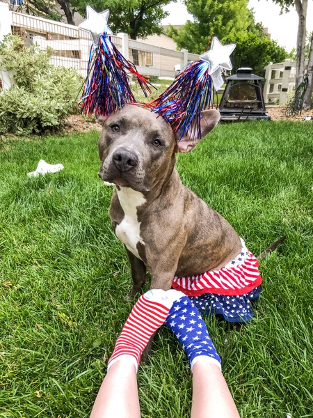 Entry image for Indigo . Clicking this image will show a larger photo