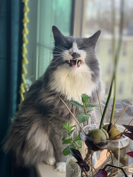 Entry image for Oyster. Clicking this image will show a larger photo