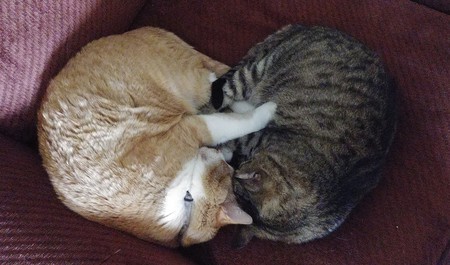 Entry image for Henry James & Miko. Clicking this image will show a larger photo