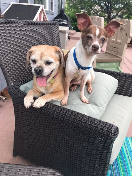 Entry image for Cooper and Pete. Clicking this image will show a larger photo