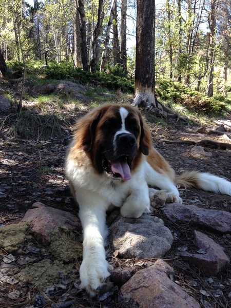 Entry image for George. Clicking this image will show a larger photo