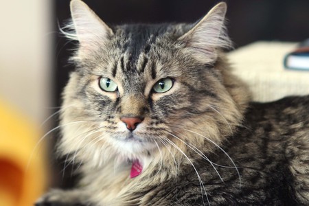 Entry image for Kazz. Clicking this image will show a larger photo