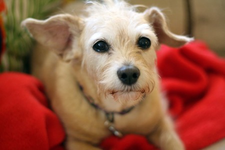 Entry image for Kizzie aka Kismet. Clicking this image will show a larger photo