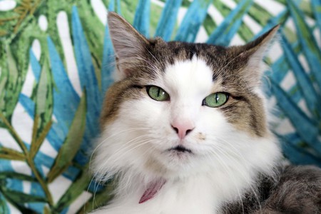 Entry image for Kobie. Clicking this image will show a larger photo