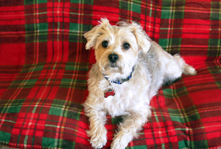 Entry image for Koko. Clicking this image will show a larger photo