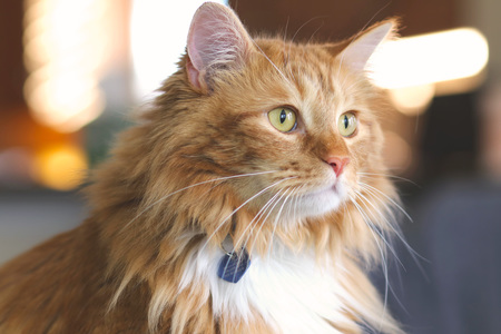 Entry image for Kukki. Clicking this image will show a larger photo