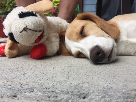 Entry image for Buddy . Clicking this image will show a larger photo