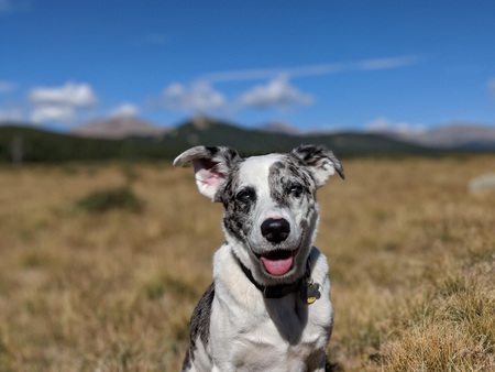 Entry image for Seger. Clicking this image will show a larger photo