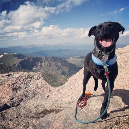 Entry image for Elvis. Clicking this image will show a larger photo