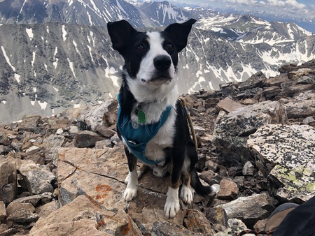 Entry image for Barley. Clicking this image will show a larger photo