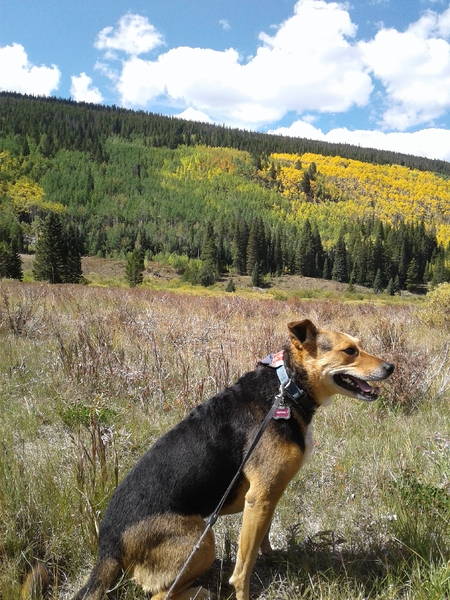 Entry image for Chyna. Clicking this image will show a larger photo