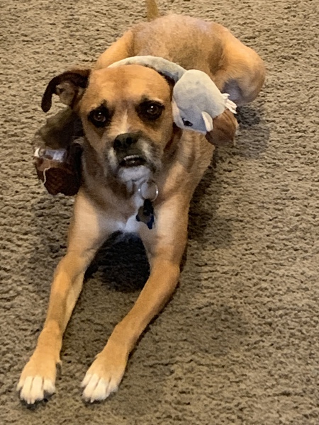 Entry image for Ned. Clicking this image will show a larger photo