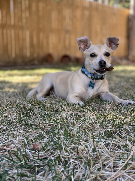 Entry image for Scout . Clicking this image will show a larger photo