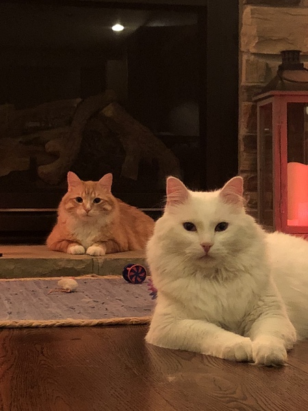 Bowie (white) Samson (orange)