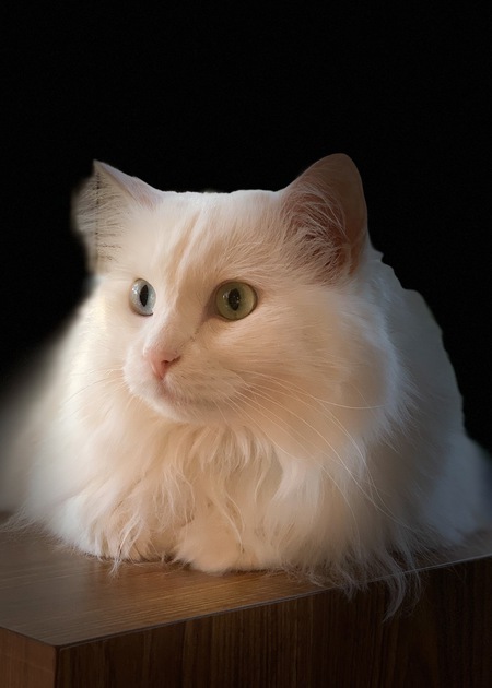 Snowball