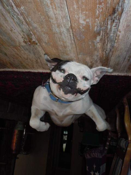 LOLA