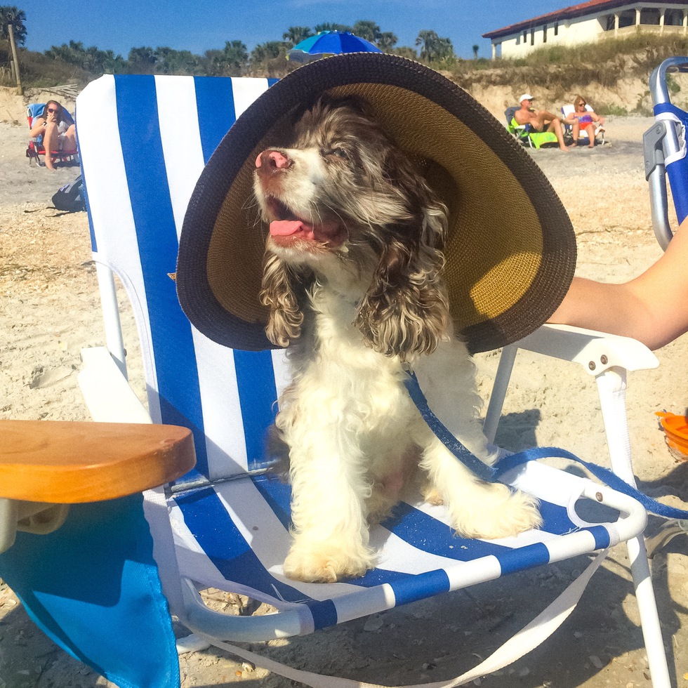 Vote for Patches 2020 "Pets Ahoy" Pin Up Paws Calendar