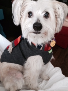 Whiskey "Mr. Handsome Pants" Lally