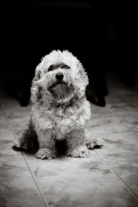 Gus