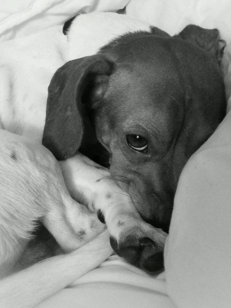 Waylon